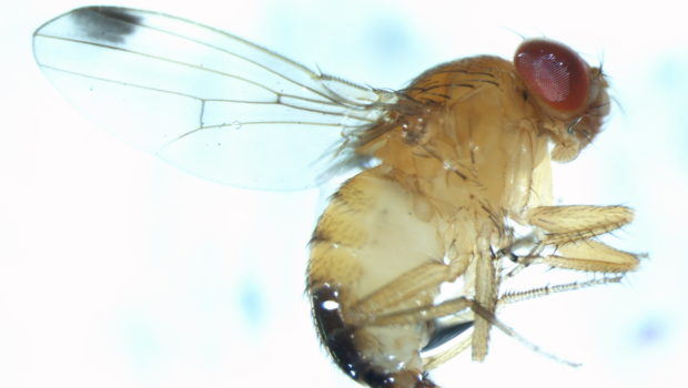 The Spotted Wing Drosophila - one of the biggest threats facing fruit growers