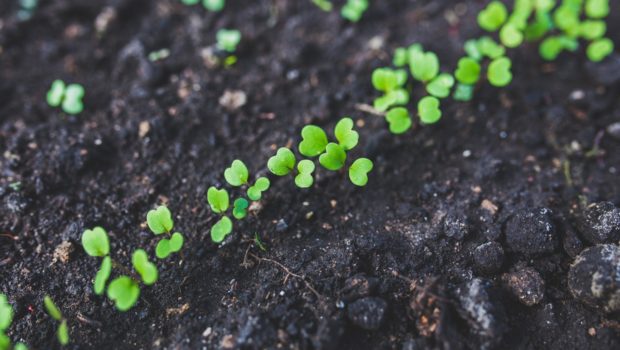 EU countries to vote on renewing glyphosate licence on October 25.