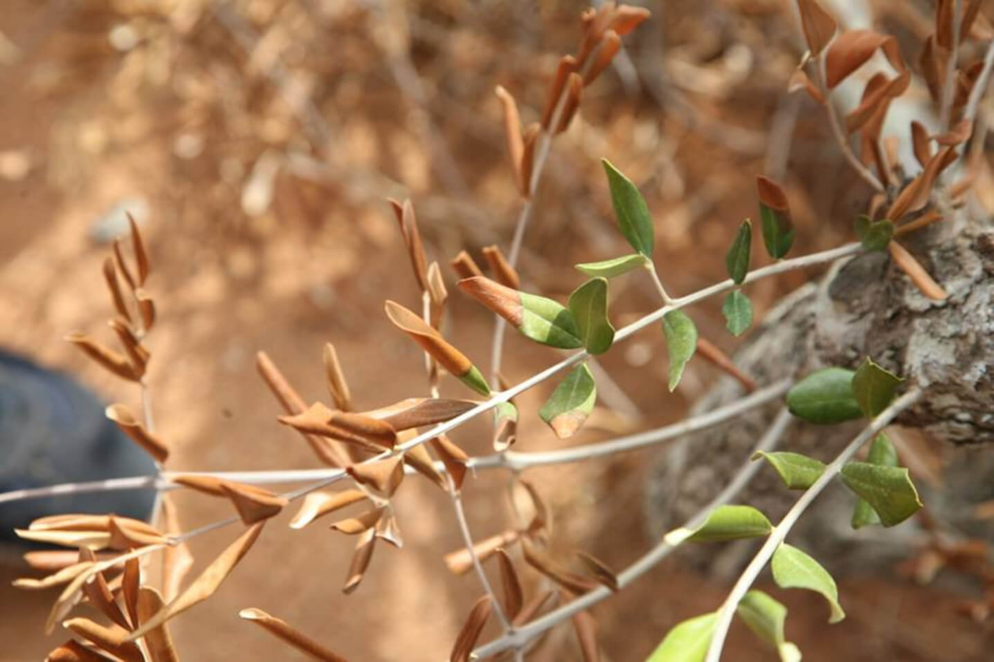 A plant devastated by Xylella fastidiosa. Photo: European and Mediterranean Plant Protection Organisation.
