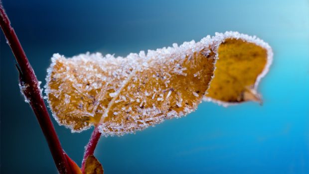 Some meteorologists have already predicted that this winter will be the coldest of decade, if not ever, so having proper crop protection in place is essential for all growers.