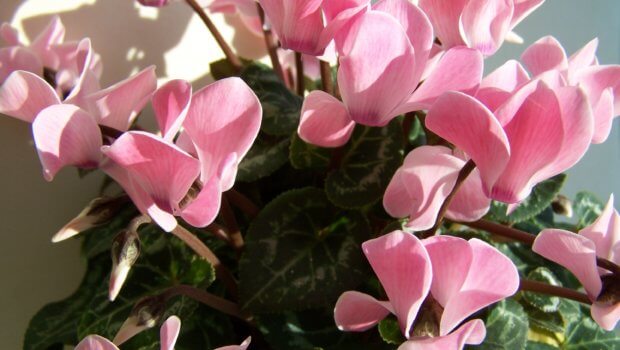 Cyclamen plants - one of the top 6 winter flowering houseplants, chosen by the HTA. Photo: HTA.