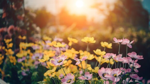 We recently covered two Garda garden maintenance tenders which were perfect for garden landscapists and garden designers; now we have two more with the deadline for application on the 2nd and 8th respectively.