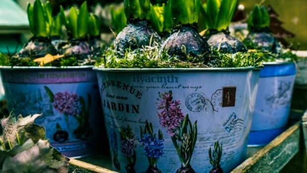 The Irish Garden Magazine's quick news hits provide a quick update on what's happening in the horticulture world. Photo: Francesco Paggiaro.