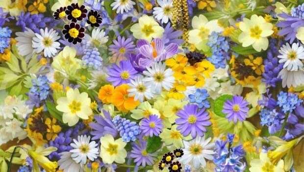 Nearly 30 trade and nursery exhibitors will showcase at the fair.