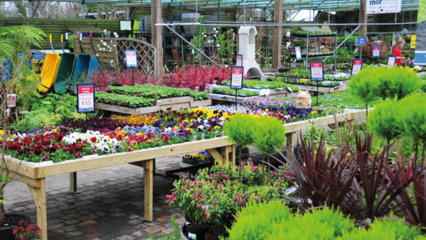 "What makes us one of the county’s best garden centres is our focus on what a garden centre is truly meant to be – providing top quality plants to our customers." - proprietor Keith Rothwell on Beechdale. Photo: Gerry Daly / The Irish Garden