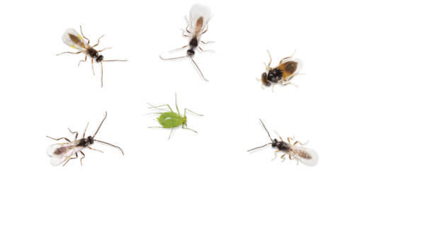 Koppert has developed AphiScout, a mix of 5 parasitic wasp species targeting the most commonly occurring aphids.