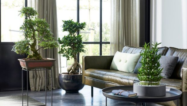 Zen plants are also perfect feature plants in the minimalist interior trend which is still very popular. Photo: TheJoyofPlants.co.uk
