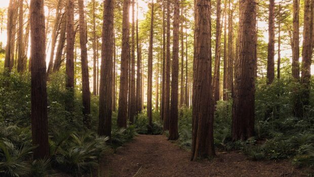 Coillte launched a Charter of Commitment to the Peoples’ Millennium Forests on Tuesday, May 1.