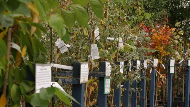 Morgan's travel regularly to nurseries, hand selecting quality plants, only retailing plants that they would be happy to purchase themselves. Photo: Carlow Garden Trail.