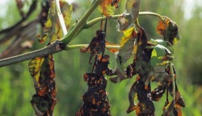 Ash dieback is a major problem in the UK and Ireland that threatens millions of native ash trees