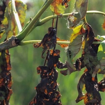 Ash dieback is a major problem in the UK and Ireland that threatens millions of native ash trees