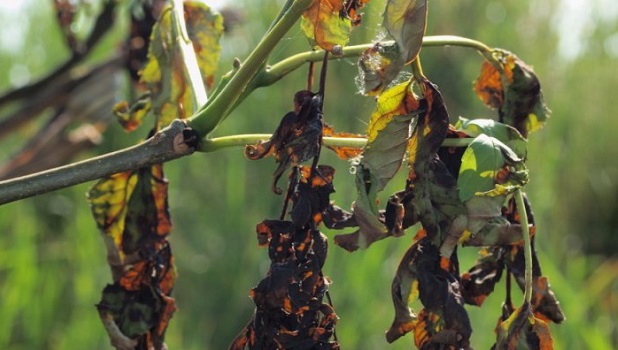 Ash dieback is a major problem in the UK and Ireland that threatens millions of native ash trees