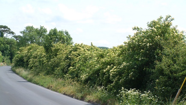 Irish Hedgerow