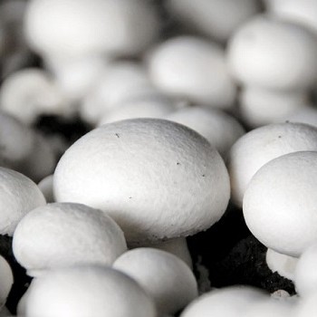 mushroom production has a farm gate value of€173 million according to Bord Bia