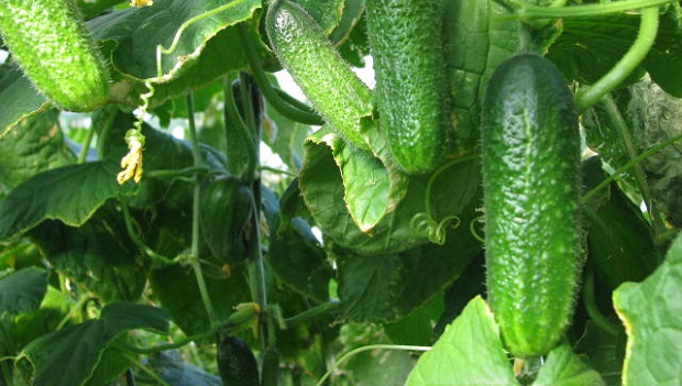 Irish growers call for additional supports amid produce shortages