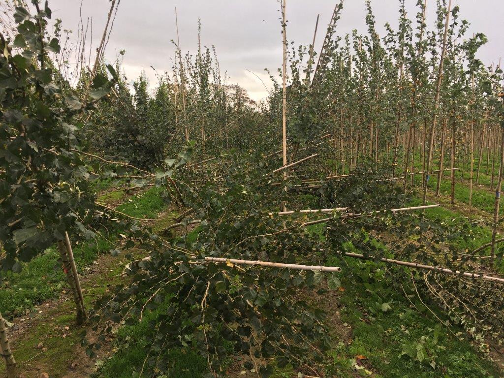 More destroyed Ornamental Thorns. Photo: John Murphy.