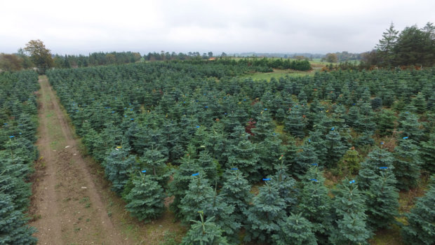 Kavanagh Christmas Trees. Photo: Christy Kavanagh.