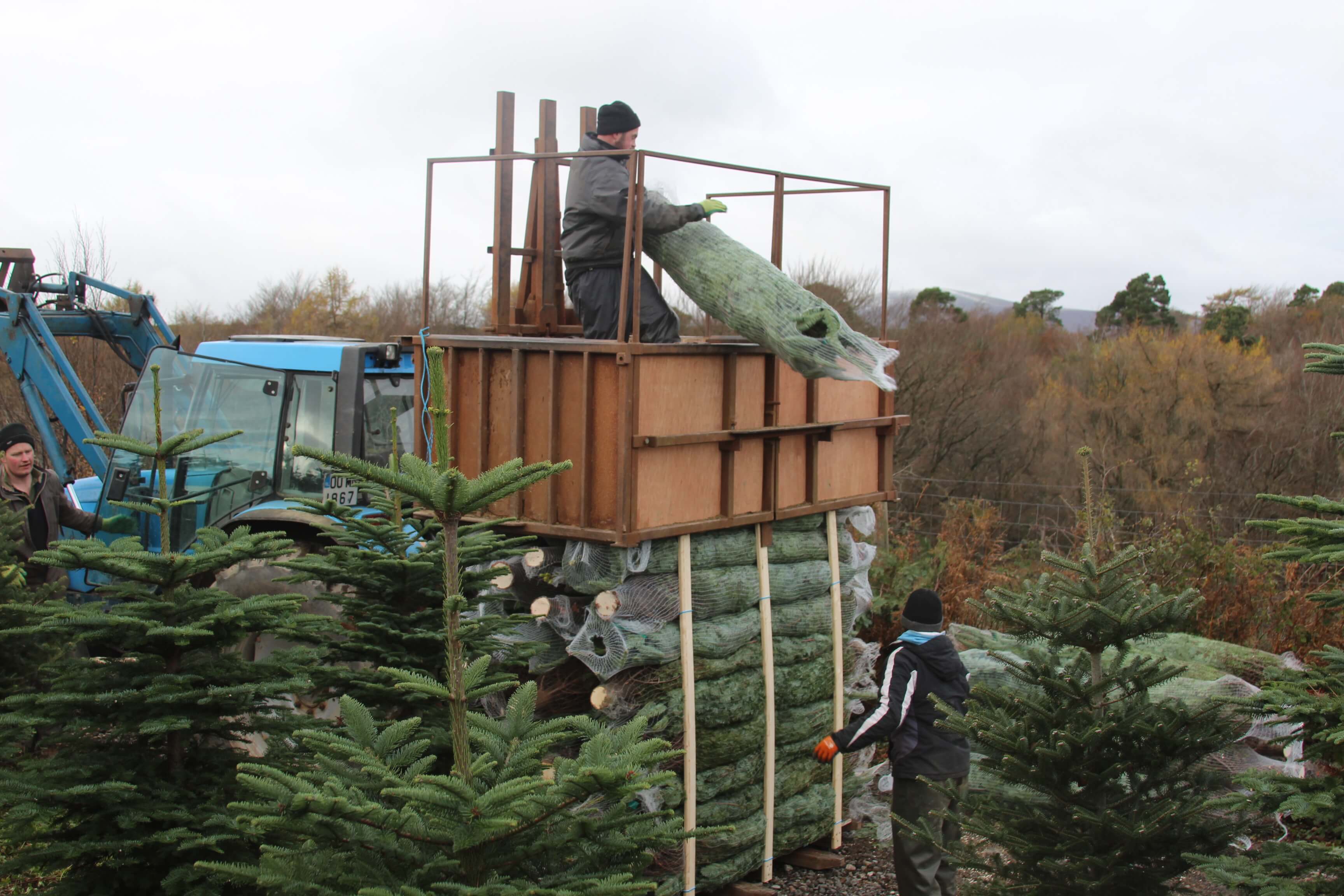 Trees being prepared for delivery. Photo: Christy Kavanagh.