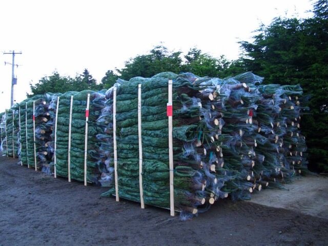 Christmas trees ready for delivery. Photo: Christy Kavanagh.
