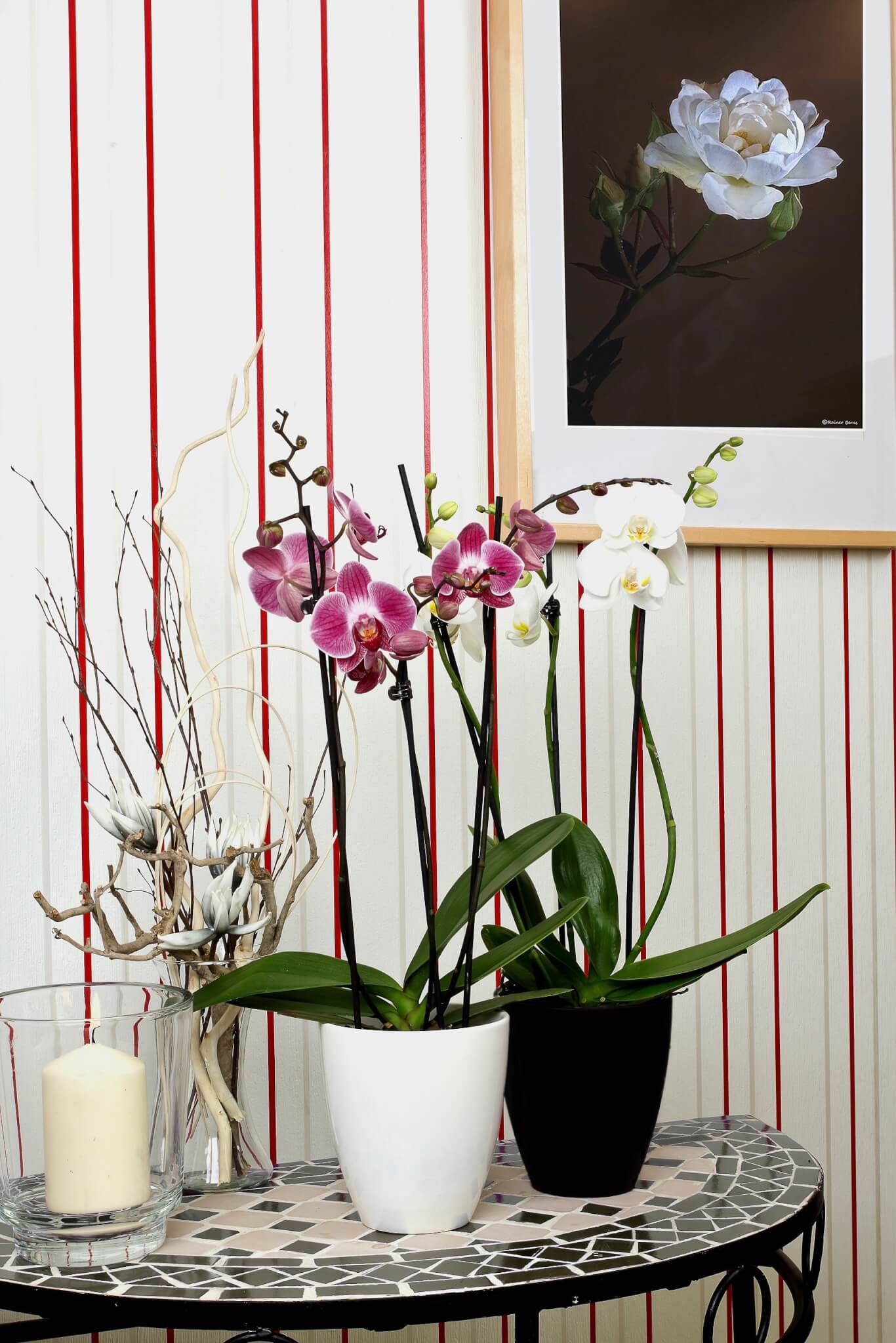 Phalaenopsis-orchids-595237