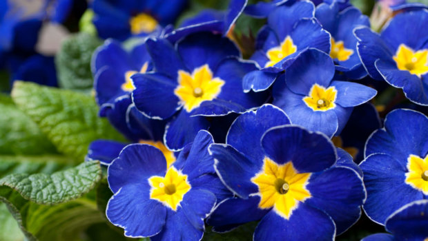 Growtrade Ireland S Source For Latest News And Insight Bold Blocks Of Primulas Always Look Striking But Impressive Displays Can Also Be Created By