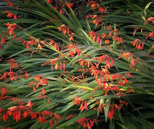 Crocosmia × crocosmiiflora plants are also known as Montbretia, Fealeastram Dearg or Back to School Flower. Photo: Eoin McLaughlinn. 