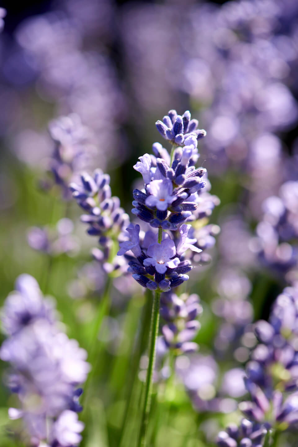 Balcony-Plan-lavender-4