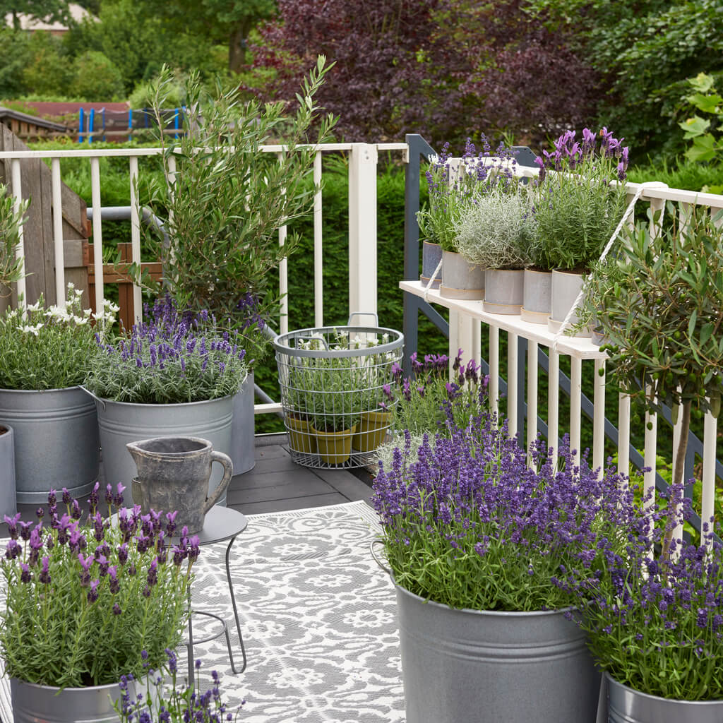 Balcony-Plan-lavender-5