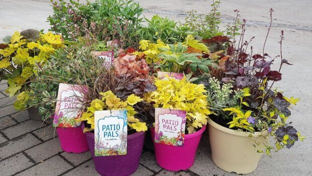 Low fuss and an easy addition to any garden, Patio Pals are the latest from Kelly's Nursery. Photo: Kelly's Nursery.