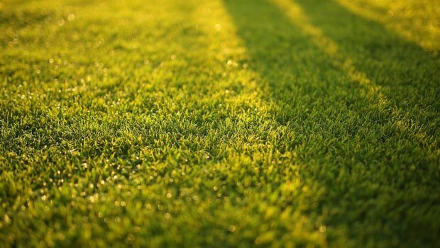 All Masterline mixtures are based on the large portfolio from the DLF Group and only the very best varieties are selected for mixtures.