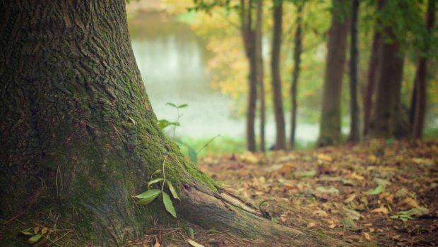 The area of forest in Ireland is estimated to be 731,650 hectares (1.8m acres) or 10.5% of the total land area of Ireland, according to the Department of Agriculture, Food and the Marine's National Forest Inventory 2012.