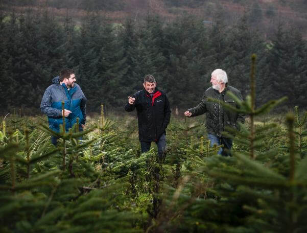 Ireland set to host summer meeting for the Christmas Tree Grower Council of Europe