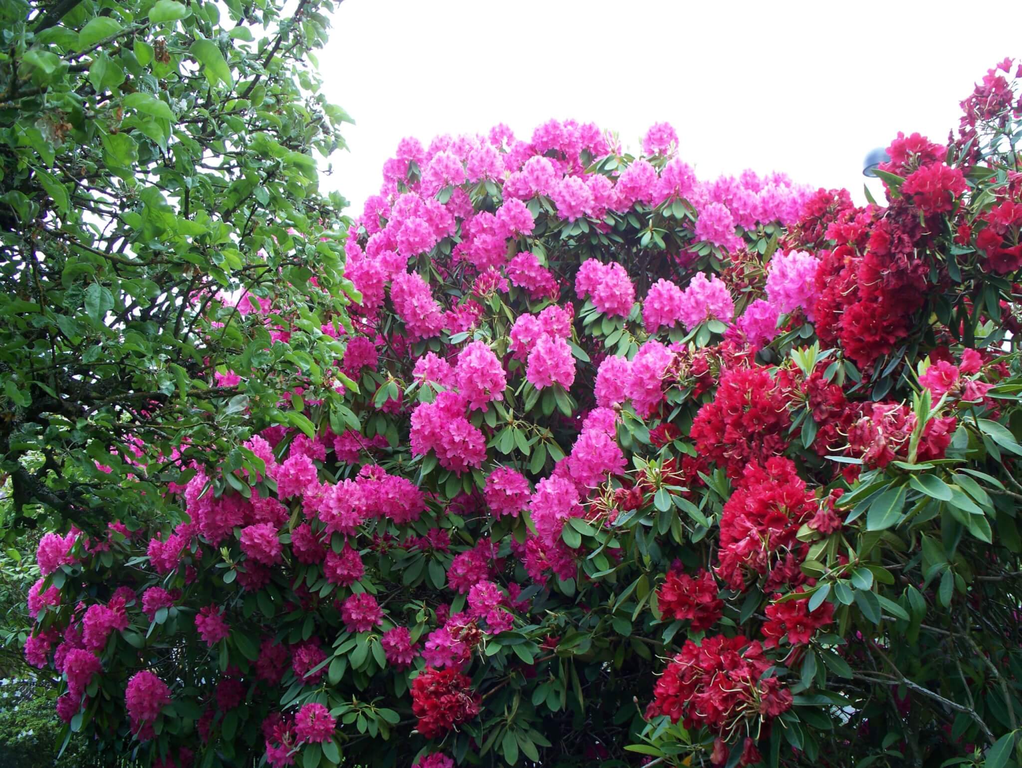 Two rhododendron management contracts on offer from Killarney National Park