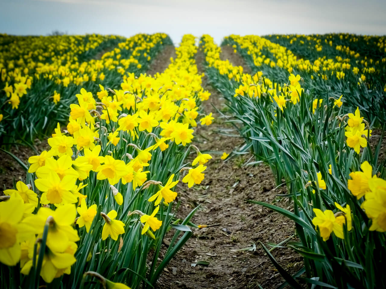 Keep your daffodil blooms bright with tips from Bord Bia