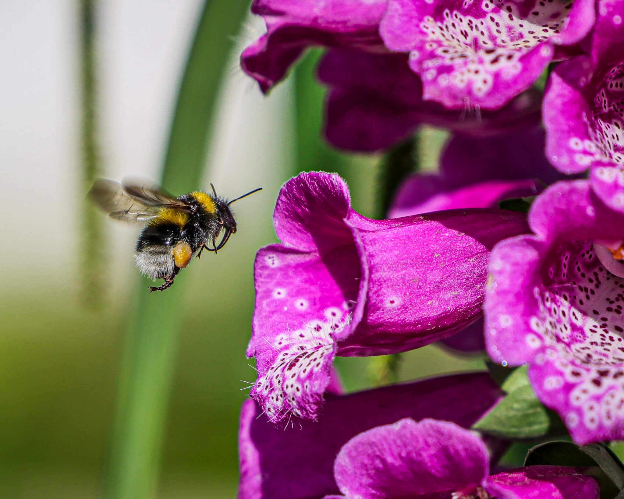Bord Bia Bloom’s top picks for 2025