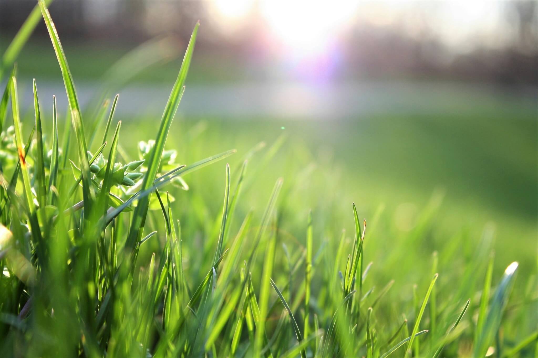 Tender for grass maintenance and landscaping services in Dublin