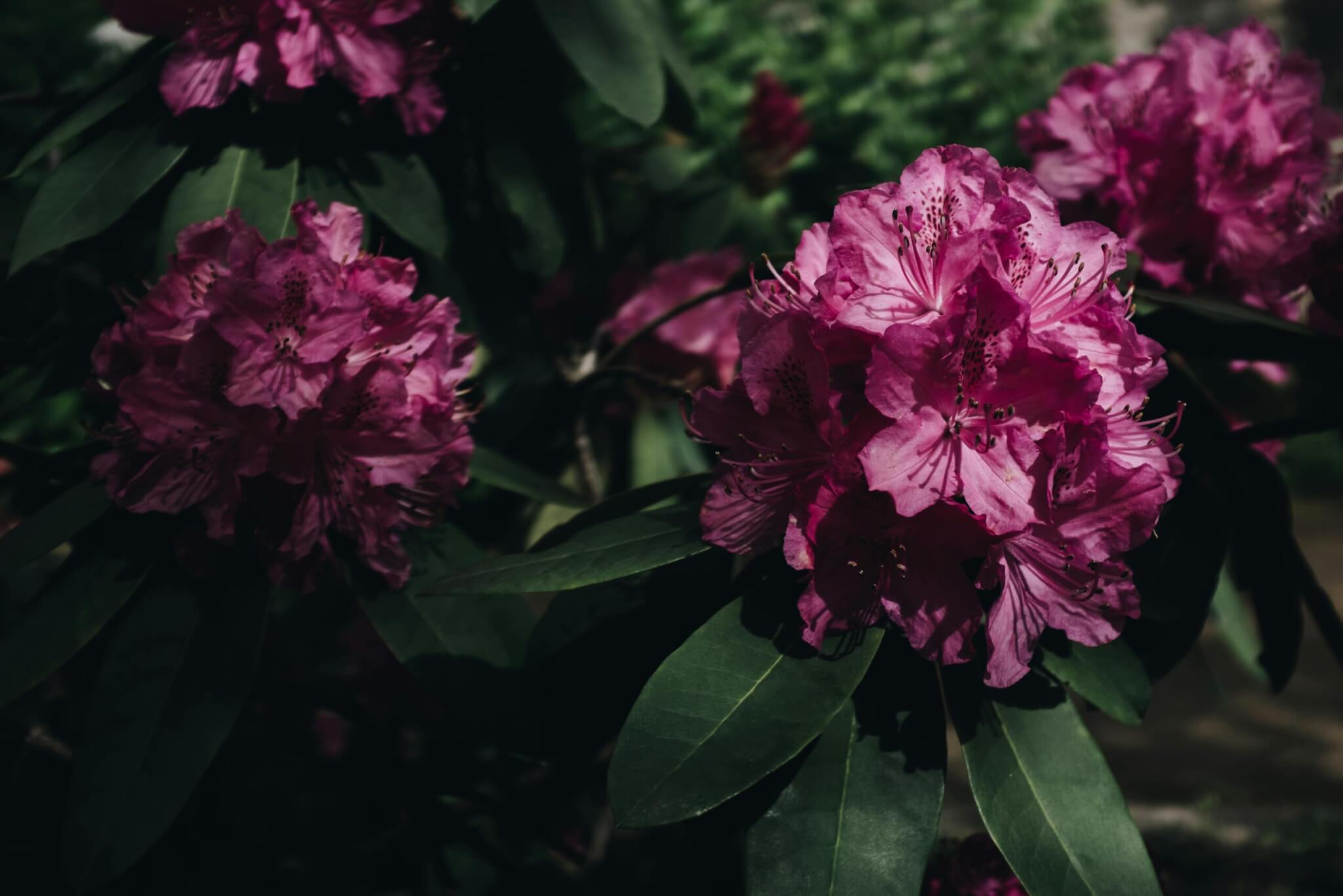 Tender opportunity for Rhododendron control and peatland restoration in protected Irish bogs