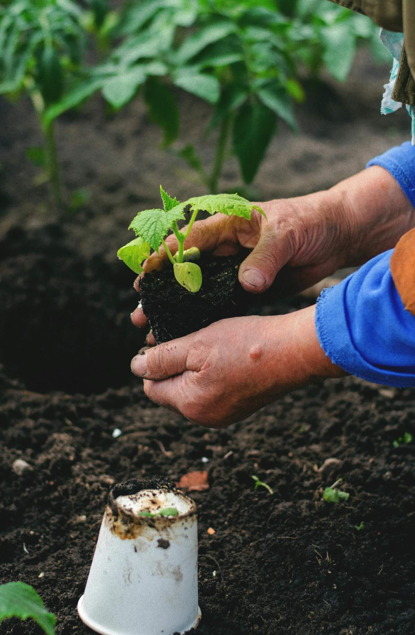 Nursery and machinery sectors adapt to labour and cost pressures