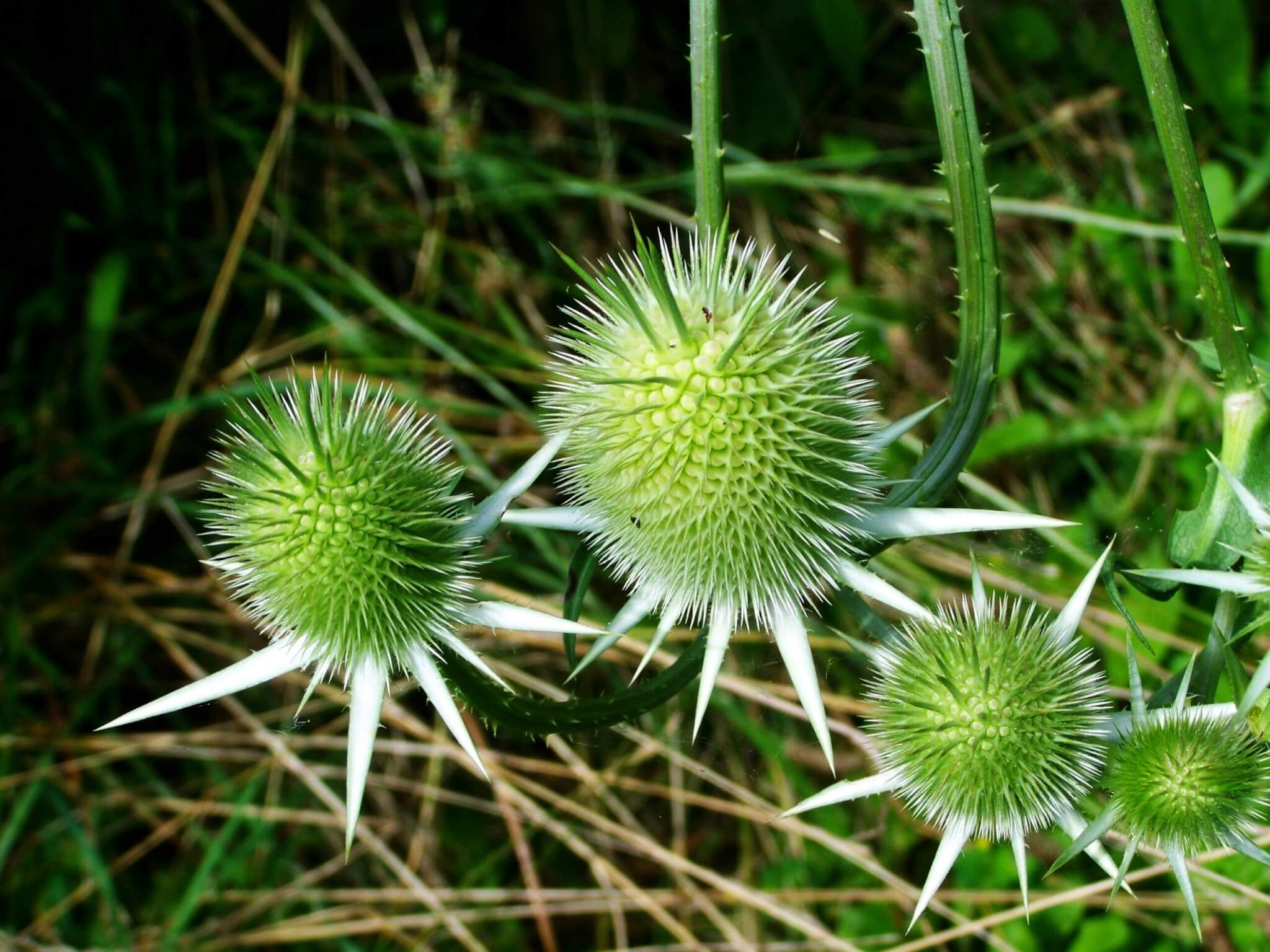 Rare plants exhibition comes to Fota House