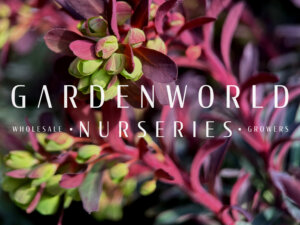 Small Talk with garden designer – Diarmuid Gavin