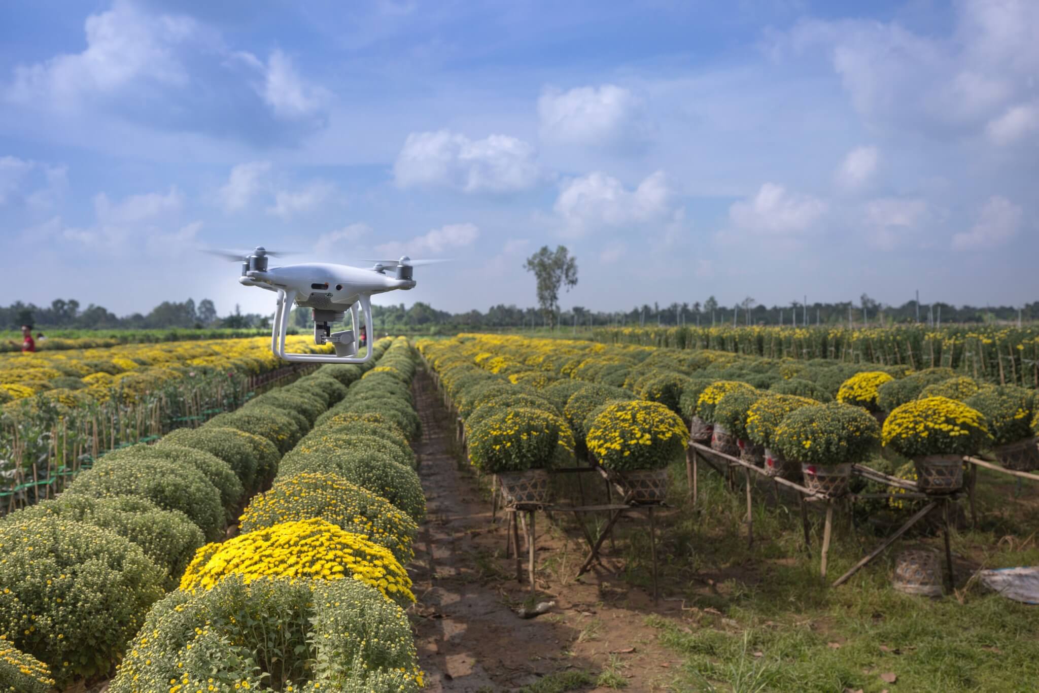 The future is growing – AI’s expanding role in horticulture