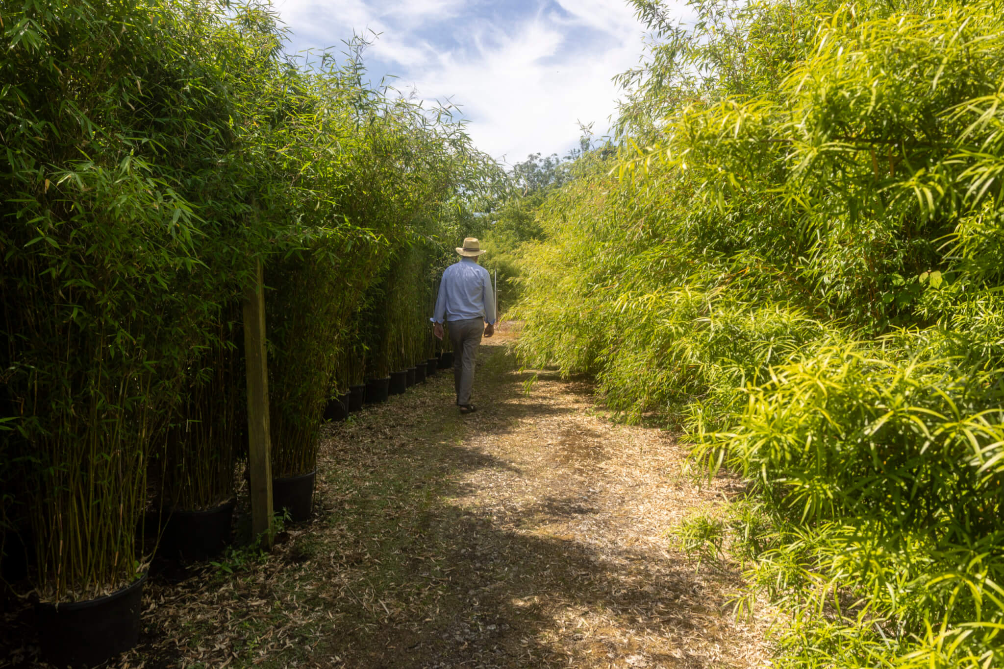 The end of an era at Stam’s Bamboo Nursery as Peter Stam retires