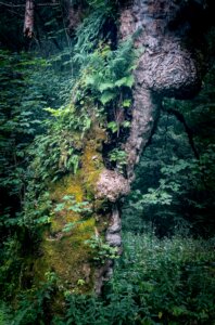 GLAS Special: The Arboricultural Association Ireland Branch: veteran trees – living links to the past